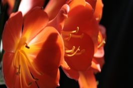 手术治疗仔猪阴囊疝