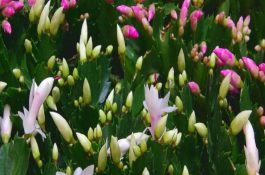 蟹爪兰冬天怎么养（详解）