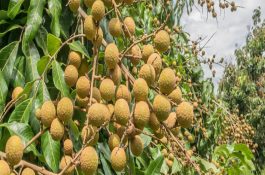 前期优饲后期限的饲养猪法