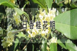 玉林生猪养殖发展态势良好