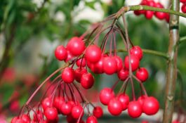 用鸡粪发酵猪饲料的办法