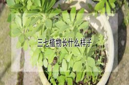 提高仔猪成活率十法