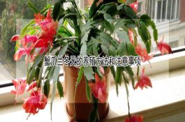 秋冬养鸡应减小应激反应