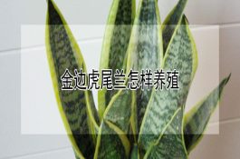 猪鬃的质量标准