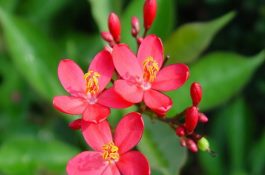 花期最长的花 花期最长的花