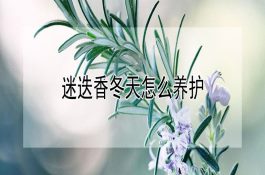 饲养母猪做好以下工作