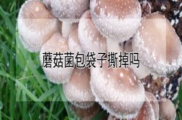 氨化秸秆喂牛7注意