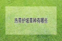 倒喂法养猪效益好