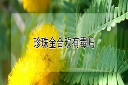 母猪产后催乳方