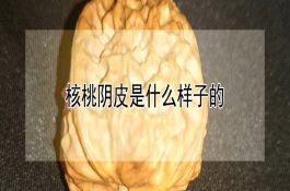 核桃阴皮是什么样子的 核桃阴皮是什么样子的