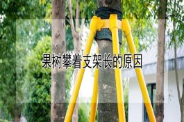 提高外母猪养殖要点：从场地选择到饲喂管理