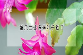 人工养殖野猪的饲料搭配