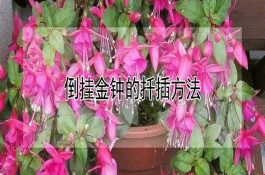 喂啥可提高奶牛产奶量