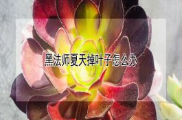 饲养管理繁殖母猪三妙法