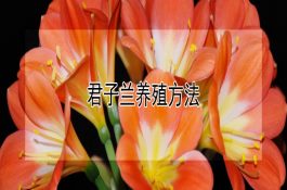 野猪的水肿病的诊断治疗