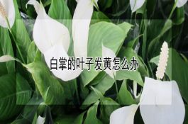 治疗奶牛乳腺增生症办法多