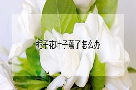 预防紫苏得斑枯病怎样用药