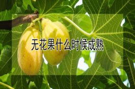 什么原因导致西瓜叶片发黄