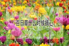 升乳期奶牛的预支饲养法