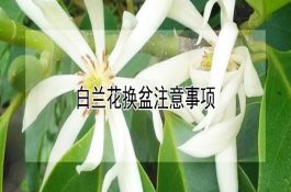 浅谈猪场免疫接种的注意事项