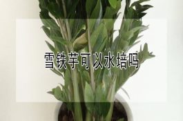 雪铁芋可以水培吗