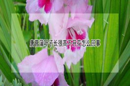 肉猪免疫程序