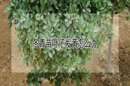 南方家庭奶牛养殖场的饲养管理要点