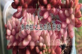 生猪生产中应对冷冻技术措施