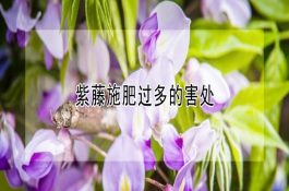 野猪养殖有别于家猪