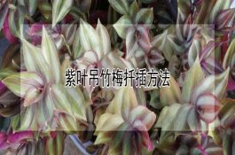 乳猪脐疝防治要点：症状识别与用药方法梳理