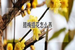 乳猪饲料蛋白质原料的选择