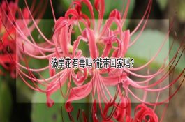 个别母猪为什么不发情或屡配不孕？