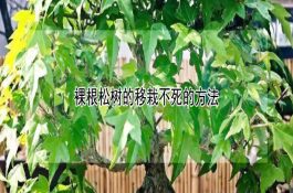出栏的大猪饲料配方