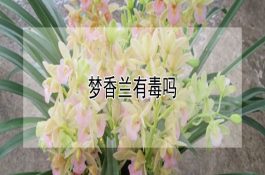 母猪分娩期管护要点