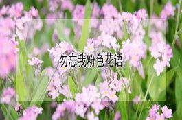 如何给仔猪补料