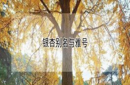 奶牛剖腹产手术应注意的几个问题