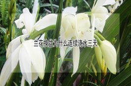 猪流行性乙型脑炎的症状与治疗