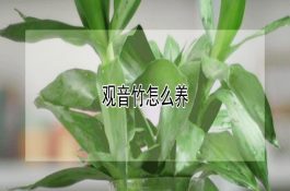 提高肥育用仔猪的体重及其整齐度