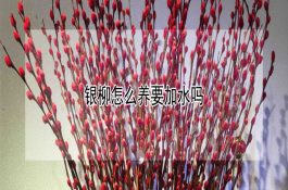 奶牛饲料的饲喂限量