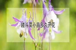 猪场建设专题(2)－分娩舍设计