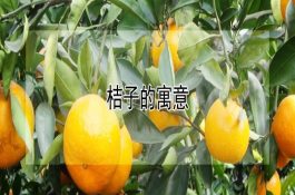 桔子的寓意
