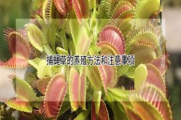 冬季产仔母猪的管理技术（上）