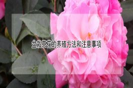 水稻秧苗期的管理技术