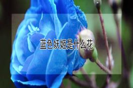 一起猪流行性感冒的诊治报告