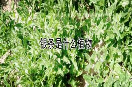 断奶仔猪饲养技术