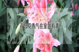 中药治疗母猪繁殖障碍病