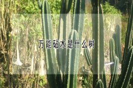 哺乳母猪营养需要特点