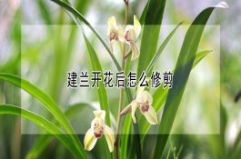 建兰开花后怎么修剪？施肥管理等要点