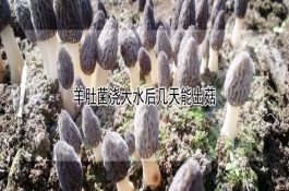 养猪用生姜治病保健康