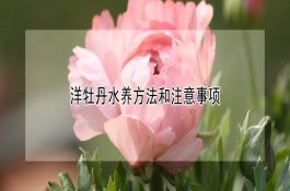 国外养猪增重新法